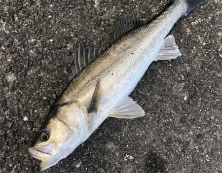 のませにてブリ