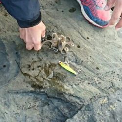 良型マゴチ& イイダコ釣果！