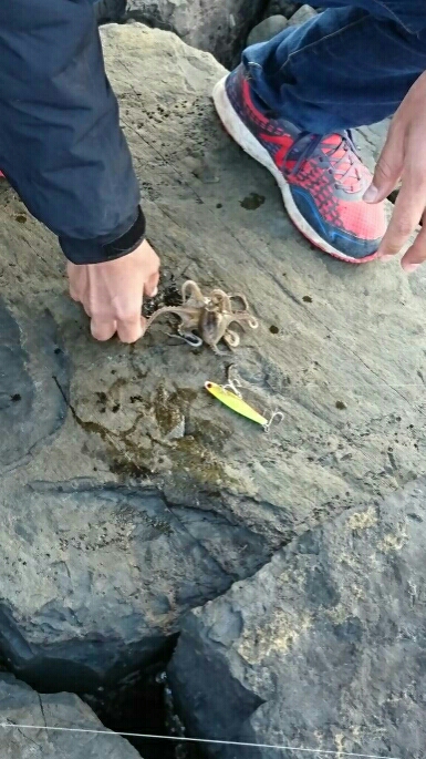 良型マゴチ& イイダコ釣果！