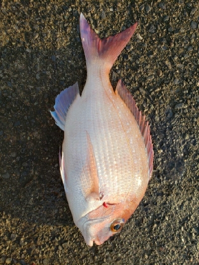 潮は動かないけど。