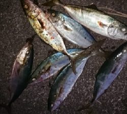 サーフでエビング‼️