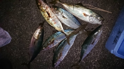 サーフでエビング‼️