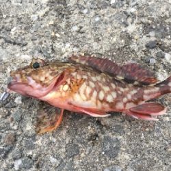 アジをもとめてーーー