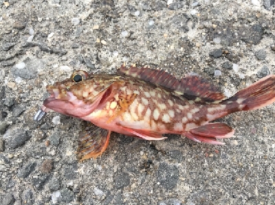 アジをもとめてーーー