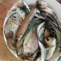 キス釣り　～二時間勝負！～