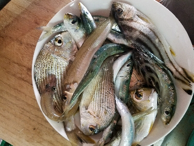 キス釣り　～二時間勝負！～