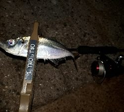 今夜もアジ調査