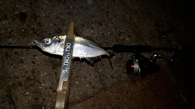 今夜もアジ調査