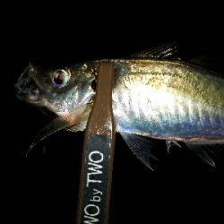 サザエさんタイムにアジング~