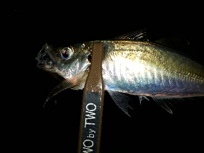 サザエさんタイムにアジング~