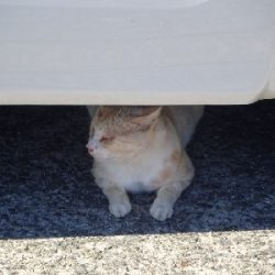 ドラゴン狙いがミニリュウだった