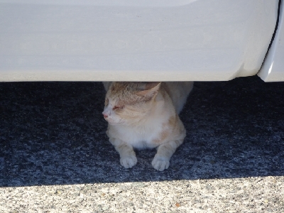 ドラゴン狙いがミニリュウだった