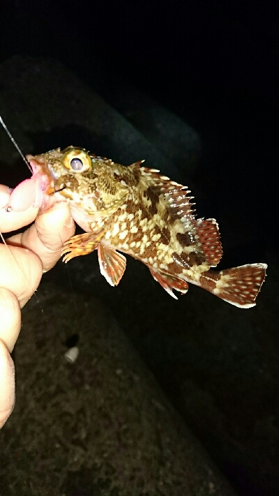 ワームでガシラ