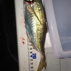 今日こそアジ爆！