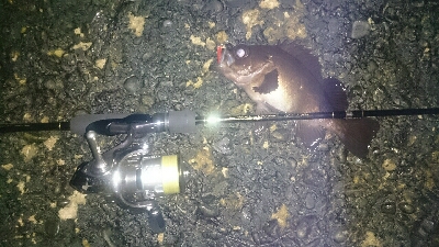 ライトゲームパラダイス