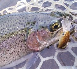 管理釣り場デビュー！