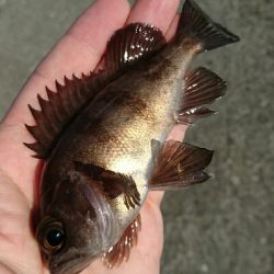 マイクロデイゲー五目釣り