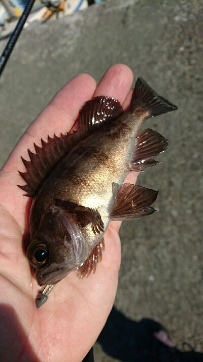 マイクロデイゲー五目釣り