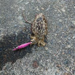 コウイカ、連チャン