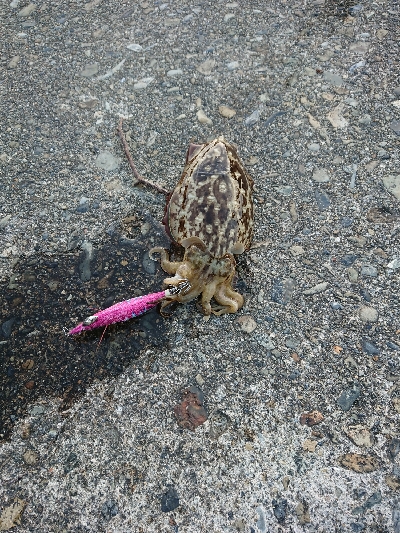 コウイカ、連チャン