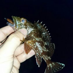 ワームでガシラ