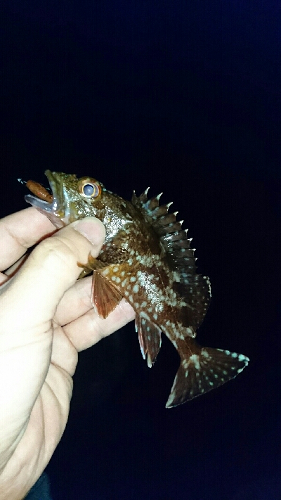 ワームでガシラ