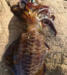 エギング釣行その33