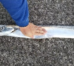 ムコイチドラゴン確保