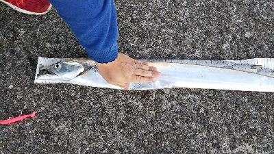 ムコイチドラゴン確保