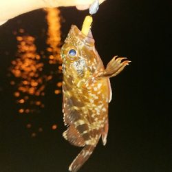 メバリング ちっこいのばっか