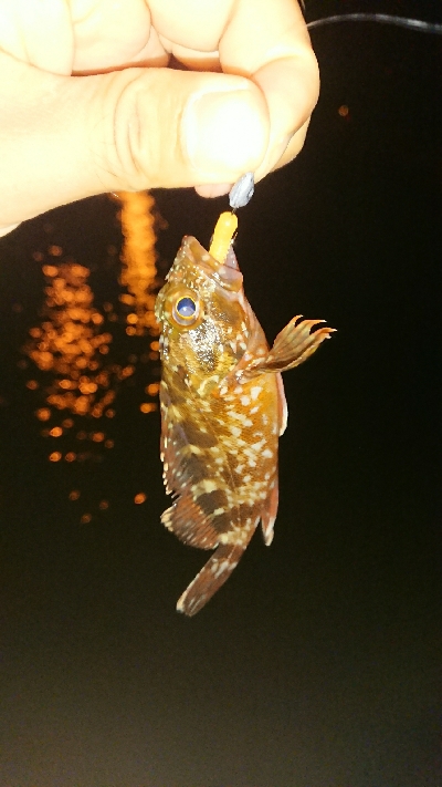 メバリング ちっこいのばっか