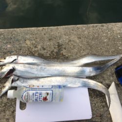 アジング良型交じり、ウキタチウオ