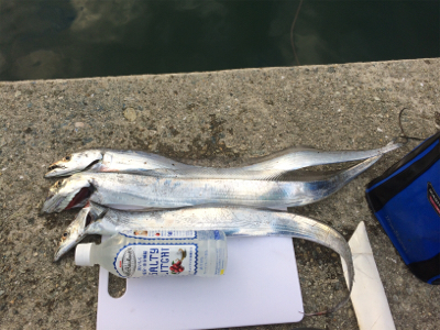 アジング良型交じり、ウキタチウオ