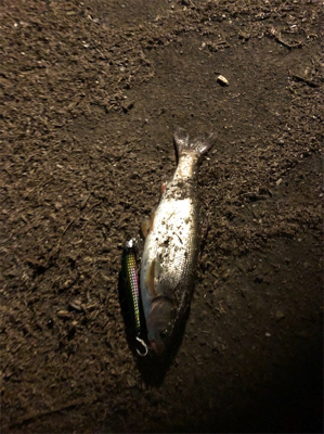 夕まずめからの爆釣フィッシング