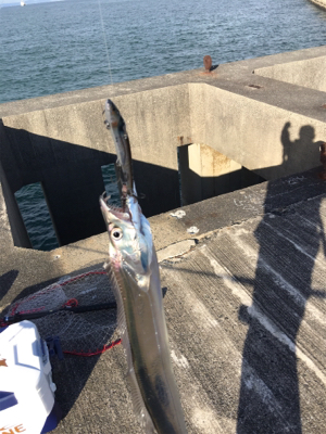 朝一ショアジギング