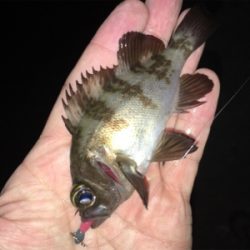 豆アジいっぱい