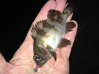 豆アジいっぱい