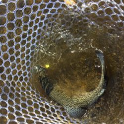 裾野フィッシングパーク釣行!