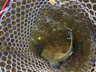 裾野フィッシングパーク釣行!