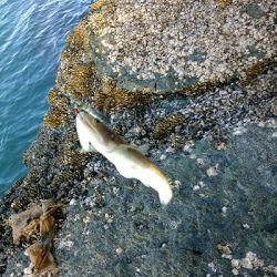 穴釣りフレンズ