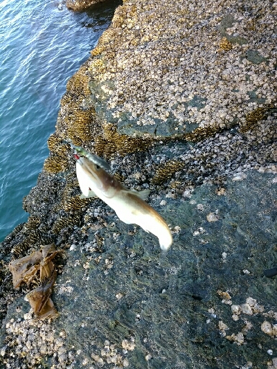 穴釣りフレンズ