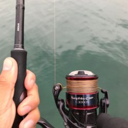 アオリイカ釣果