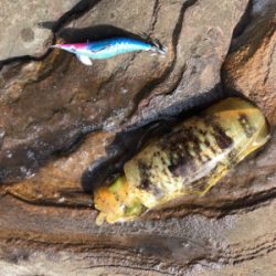 秋イカエギング