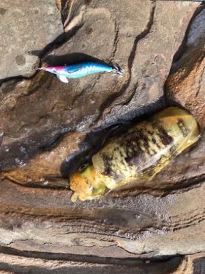 秋イカエギング