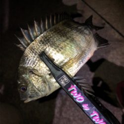 多魚種釣れました(´∇`)