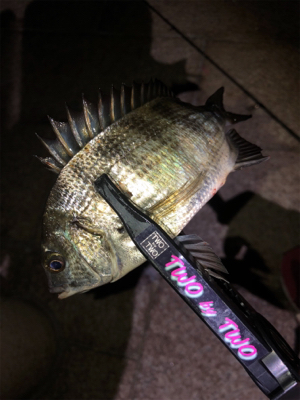 多魚種釣れました(´∇`)