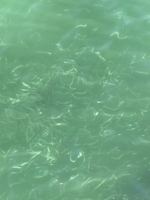 ダンゴ釣りのはずが