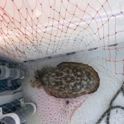 マイボート、ジギングティップラン釣行