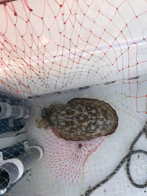 マイボート、ジギングティップラン釣行