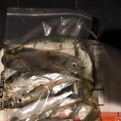 アジを求めて③